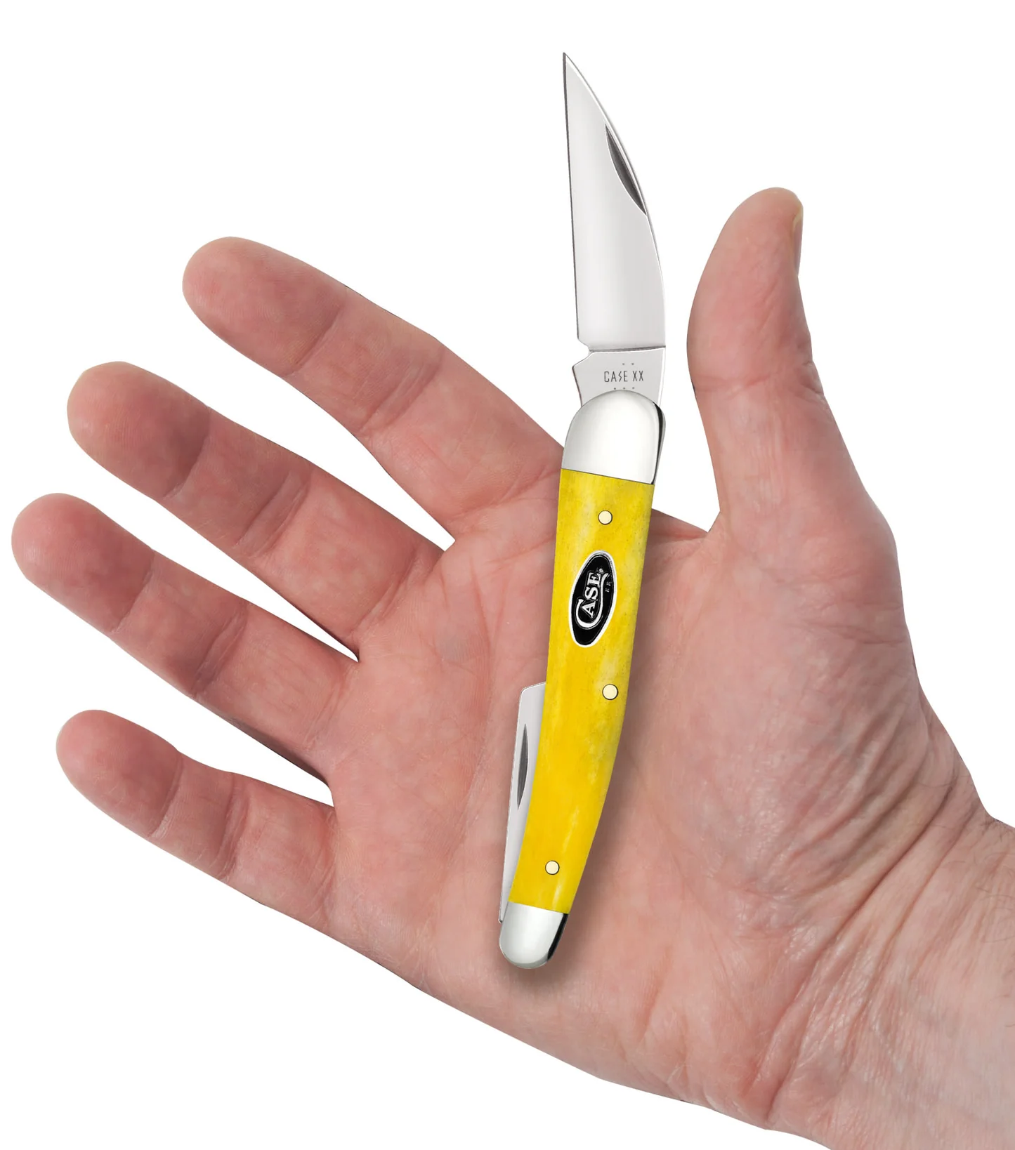 Smooth Yellow Bone Seahorse Whittler - Image 4